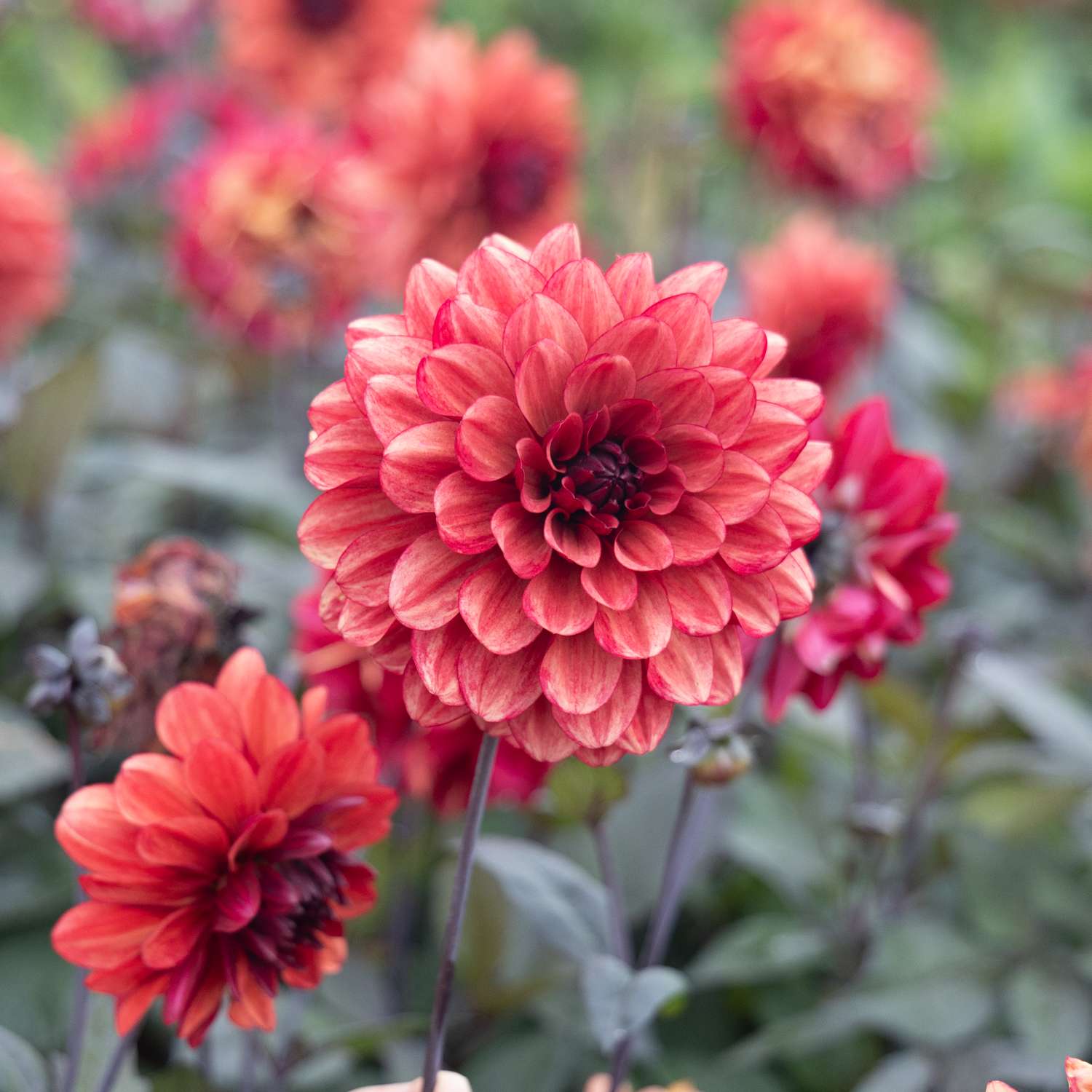 Dahlia 'Orient Express'